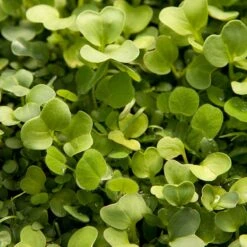 Peaceful Valley Good Bug Blend - Nitrocoated (lb) -VICTOR Big Department Store pbe970 2 web