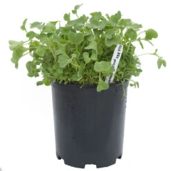 Peaceful Valley Good Bug Blend - Nitrocoated (lb) -VICTOR Big Department Store pbe970 a