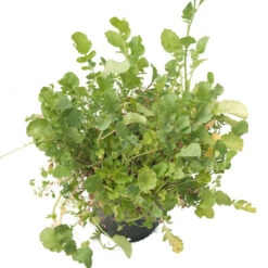 Peaceful Valley Good Bug Blend - Nitrocoated (lb) -VICTOR Big Department Store pbe970 b