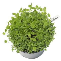 Peaceful Valley Low-Growing Good Bug Blend - Nitrocoated (lb) 9 Peaceful Valley Low-Growing Good Bug Blend - Nitrocoated (lb) -VICTOR Big Department Store pbe980 a