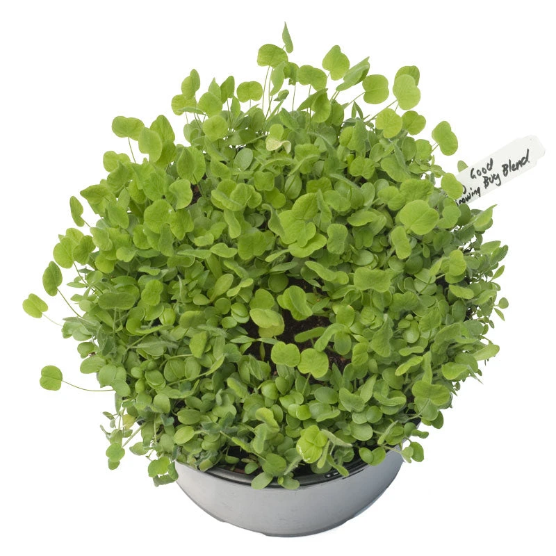 Peaceful Valley Low-Growing Good Bug Blend - Nitrocoated (lb) 5 Peaceful Valley Low-Growing Good Bug Blend - Nitrocoated (lb) - Image 3