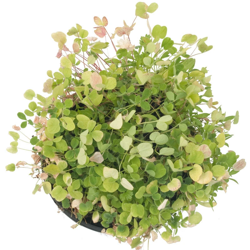 Peaceful Valley Low-Growing Good Bug Blend - Nitrocoated (lb) 4 Peaceful Valley Low-Growing Good Bug Blend - Nitrocoated (lb) - Image 2