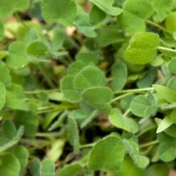 Peaceful Valley Low-Growing Good Bug Blend - Nitrocoated (lb) 11 Peaceful Valley Low-Growing Good Bug Blend - Nitrocoated (lb) -VICTOR Big Department Store pbe980 web