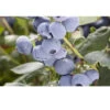 Organic Blueberry Pearl (Ea) -VICTOR Big Department Store pearl blueberry BYB