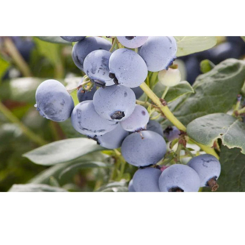 Organic Blueberry Pearl (Ea) 3 Organic Blueberry Pearl (Ea)