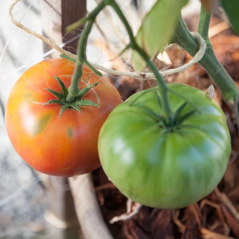 Brandywine Pink Tomato Seeds (Organic) 5 Brandywine Pink Tomato Seeds (Organic) - Image 3