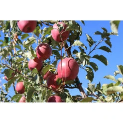 Isomate-CTT Confusion Lures (400 Lures) (OID COMM) -VICTOR Big Department Store pit691 web2