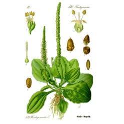 Strictly Medicinal Organic Plantain Broadleaf -VICTOR Big Department Store plantago major