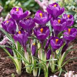 Bee Bulb Collection - Purple (Pack Of 50) -VICTOR Big Department Store purple crocus