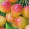 Dwarf Rainier Cherry Tree -VICTOR Big Department Store rainier cherry tree dwarf