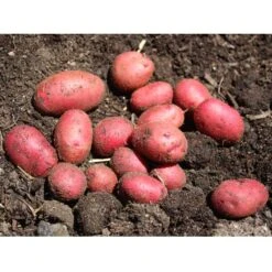 Fall-Planted Organic Red Pontiac Seed Potatoes (lb) -VICTOR Big Department Store red potatoes web