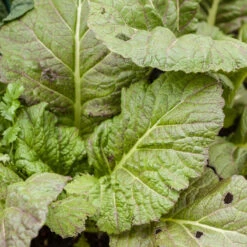 Mustard Giant Red Greens Seeds (Organic) -VICTOR Big Department Store red mustard 1 3 4