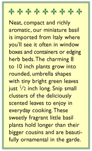 Renee's Garden Basil Mini Windowbox 5 Renee's Garden Basil Mini Windowbox - Image 3