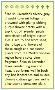 Renee's Garden Spanish Lavender Purple Ribbons 4 Renee's Garden Spanish Lavender Purple Ribbons - Image 2