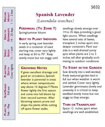 Renee's Garden Spanish Lavender Purple Ribbons 5 Renee's Garden Spanish Lavender Purple Ribbons - Image 3