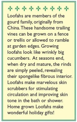 Renee's Garden Gourd Compact Vining Bath Loofah -VICTOR Big Department Store snv4218 b 1