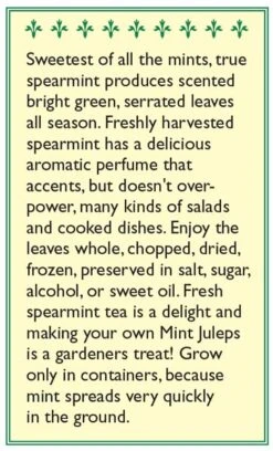 Renee's Garden Spearmint Italian (Heirloom) 7 Renee's Garden Spearmint Italian (Heirloom) -VICTOR Big Department Store snv4226 b