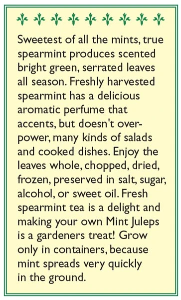 Renee's Garden Spearmint Italian (Heirloom) 5 Renee's Garden Spearmint Italian (Heirloom) - Image 3