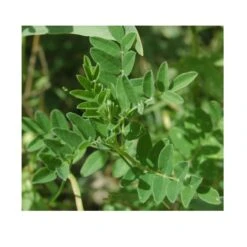 Strictly Medicinal Organic Astragalus -VICTOR Big Department Store snv7004 web