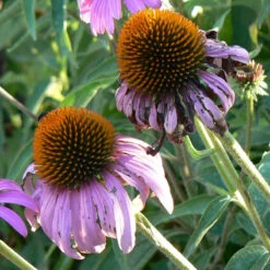 Strictly Medicinal Organic Coneflower, Narrow-leaved -VICTOR Big Department Store snv7030b