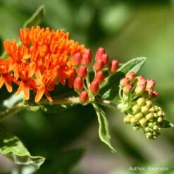 Strictly Medicinal Organic Pleurisy Root -VICTOR Big Department Store snv7032b