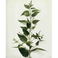 Strictly Medicinal Organic Skullcap -VICTOR Big Department Store snv7036b