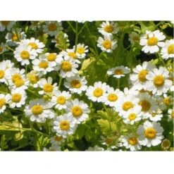 Strictly Medicinal Organic Feverfew -VICTOR Big Department Store snv7066 web