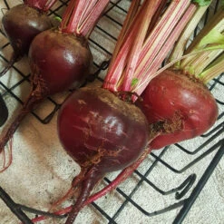 Early Wonder Tall Beet Seeds (Organic) -VICTOR Big Department Store snv8017 web2