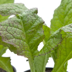 Mustard Giant Red Greens Seeds (Organic) -VICTOR Big Department Store snv8061 web