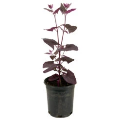 Organic Orach, Red (1 Oz) -VICTOR Big Department Store snv8064 web2 1