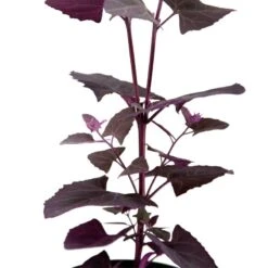 Organic Orach, Red (1 Oz) -VICTOR Big Department Store snv8064 web 1