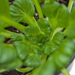 Mustard Tatsoi Greens Seeds (Organic) -VICTOR Big Department Store snv8065 web