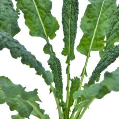 Lacinato Kale Seeds (Organic) -VICTOR Big Department Store snv8067 web