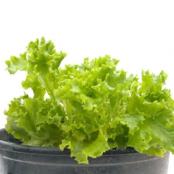 Organic Lettuce, Tango (1/4 Lb) -VICTOR Big Department Store snv8075 web 1
