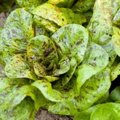Freckles Lettuce Seeds (Organic) -VICTOR Big Department Store snv8078 a 2