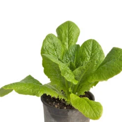 Parris Island Cos Lettuce Seeds (Organic) -VICTOR Big Department Store snv8090 web2