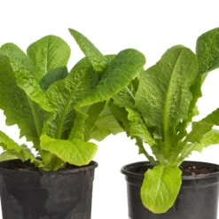 Parris Island Cos Lettuce Seeds (Organic) -VICTOR Big Department Store snv8090 web3
