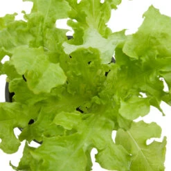 Organic Lettuce, Green Salad Bowl (1/4 Lb) -VICTOR Big Department Store snv8092 web 1 1