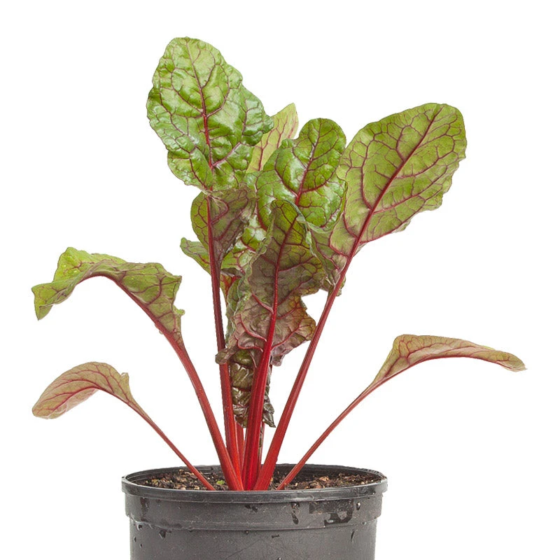 Organic Chard, Red Ruby (1/4 Lb) 5 Organic Chard, Red Ruby (1/4 Lb) - Image 3