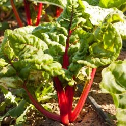 Red Ruby Chard Seeds (Organic) -VICTOR Big Department Store snv8167 a 2