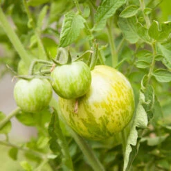 Green Zebra Tomato Seeds (Organic) -VICTOR Big Department Store snv8173 web