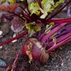 Bull's Blood Beet Seeds (Organic) -VICTOR Big Department Store snv8204 a 1