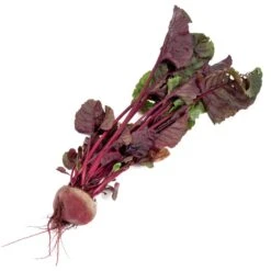 Bull's Blood Beet Seeds (Organic) -VICTOR Big Department Store snv8204 b