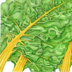 Yellow Chard Seeds (Organic) -VICTOR Big Department Store snv8214 1