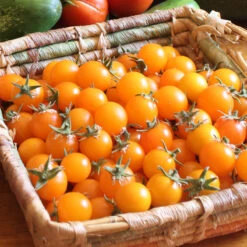 Gold Nugget Tomato Seeds (Organic) -VICTOR Big Department Store snv8277 web2