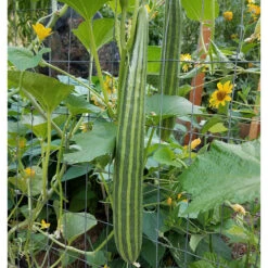 Striped Cucumber Seeds (Organic) -VICTOR Big Department Store snv8348 1x 39212a0e edb1 460b 86ca c58dcb7a638d