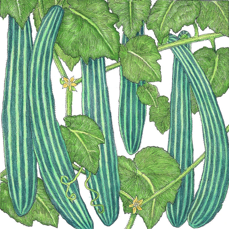 Suyo Long Cucumber Seeds (Organic) 4 Suyo Long Cucumber Seeds (Organic) - Image 2