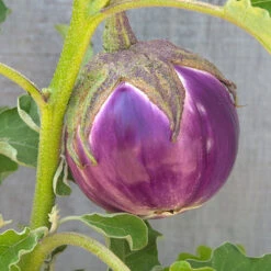 Rosa Bianca Eggplant Seeds (Organic) -VICTOR Big Department Store snv8350 web