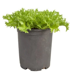 Endive, Frisee Greens Seeds (Organic) -VICTOR Big Department Store snv8391 web