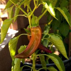 Anaheim Pepper Seeds (Organic) -VICTOR Big Department Store snv8405 web2